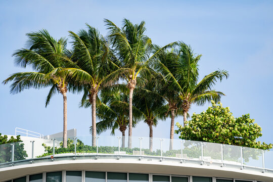 Photo of palm trees on a building pool deck Miami scene