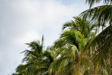 Closeup palm trees stock photo