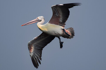 pelican in flight