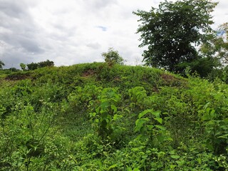 Fototapeta premium green tea plantation