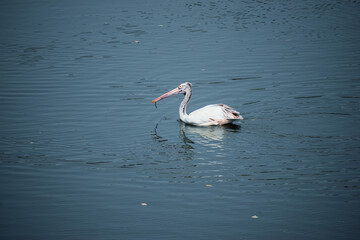 swan on the water