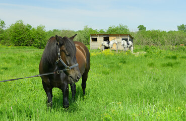 The bay horse in the halter is standing on the pasture on the sunny day.