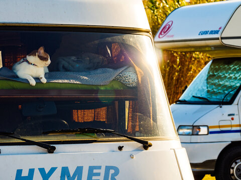 Cat on bed in Hymer camper, 23 November 2019, Spain
