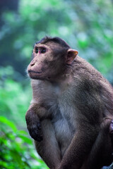 Monkey sitting on ground
