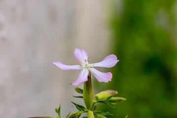 pink flower