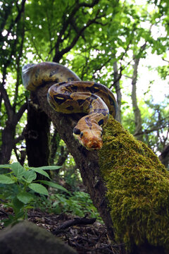 The boa constrictor (Boa constrictor), also called the red-tailed or the common boa on a branch in the middle of the forest. A large snake on a branch in the green of a bright forest.