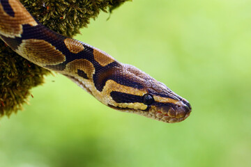 The Royal python (Python regius), also called the ball python lying twisted on a dry branch with a green background.Small African python in the forest.