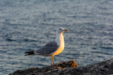 A seagull on the shore beaming from the sunset
