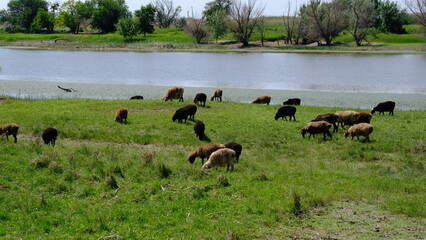 
Sheep graze in the countryside.