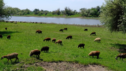 
Sheep graze in the countryside.