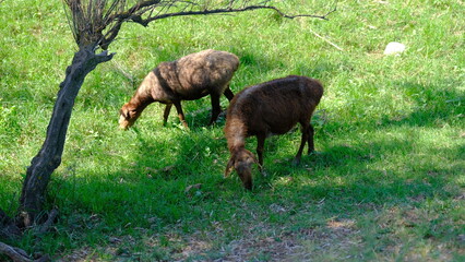 
Sheep graze in the countryside.