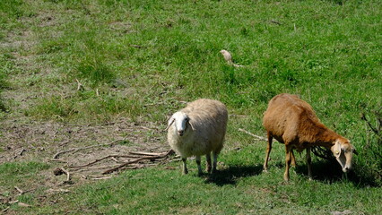 Fototapeta premium Sheep graze in the countryside.