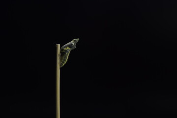 development stages of lime Butterfly (Papilio demoleus malayanus) hatching out of pupa to butterfly. Isolated on black background.