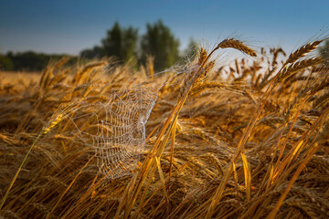 Fototapeta premium spider web on the grain field