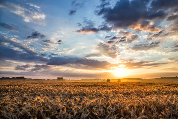sunrise over the grain field wschód nad polem