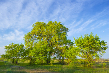 beautiful green forest glade, summer outdoor scene