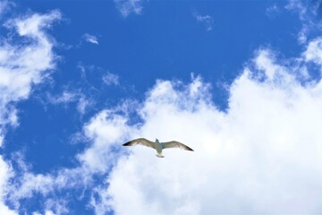 Seagull f fly high in the sky