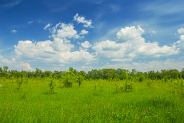 Fototapeta na wymiar green wide summer prairie under a dense cloudy sky