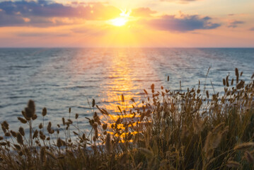 coast of sea bay with grass at the sunset