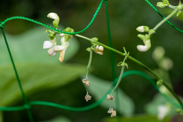 Flowers and young stage shells of kidney bean (Phaseolus vulgaris)