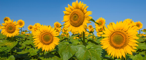 closeup  golden sunflower field under a blue sky
