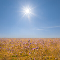 autumn prairie with wild flowers under a sparkle sun, autumn outdoor scene
