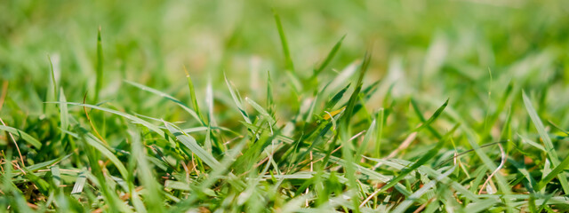 Natural green background with selective focus. Summer field. Nature concept. Banner.