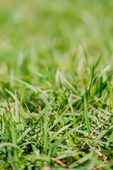 Natural green background with selective focus. Summer field. Nature concept. Banner.