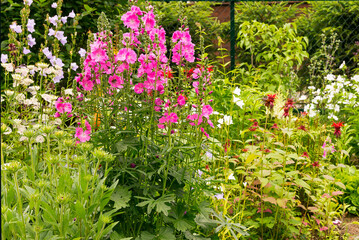 Obraz premium In the foreground of the garden is a tall perennial plant Sidalcea 