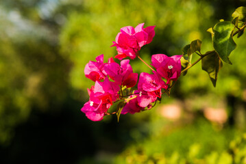 Blooming Mediterranean Red Flowers. Close up View.