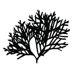 Imprint of a natural branch of Tui. Tui botanical silhouette isolated. Suitable for design, pattern, print, New Year. Vector illustration.