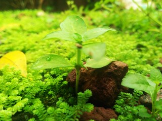 green plant growing in the ground