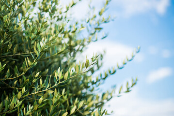 Branch of Olive Tree with Leaves. Agricultural Food Background.