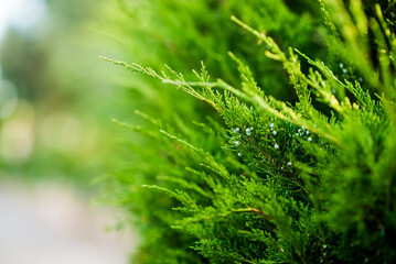 Juniper Branch. Close up View with Blurred Background. Juniper Tree Texture Background.