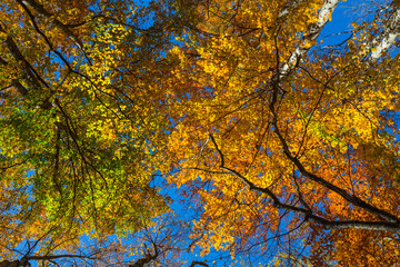 closeup red autumn tree branches on a blue sky background, autumn outdoor scene