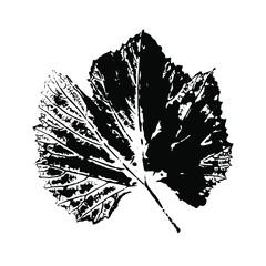 Imprint of a leaf of grapes. Isolated botanical element. Suitable for design, decoration, print, postcard, pattern. Vector illustration.