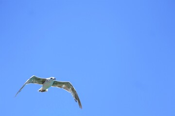 Fototapeta premium Seagull spread wings and fly in the blue sky