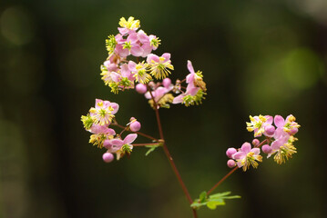 シキンカラマツ