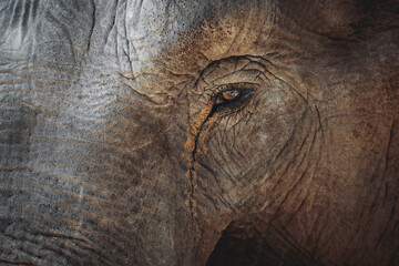 Elephant eye closeup and looking a bit sad in color