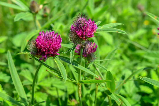 Bright purple Trifolium alpestre flower heads on a green blurred background. Young juicy blooming clover close-up, natural background with copy space
