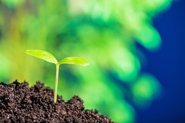 young plant growing on healthy soil