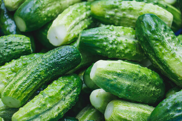 Gifts of a warm summer. Green crispy cucumbers close-up on the table. Cucumbers prepared for pickling. Delicious healthy food.