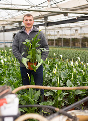 Experienced worker of glasshouse arranging pots with blooming decorative callas. High quality photo