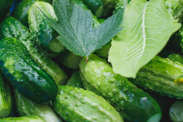 Gifts of a warm summer. Green crispy cucumbers close-up on the table. Cucumbers prepared for pickling. Delicious healthy food.