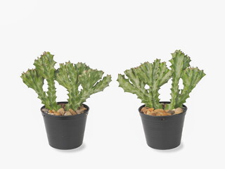 view front and back of Euphorbia lactea 'Cristata' Cactus planting in flower pot isolated on white background.