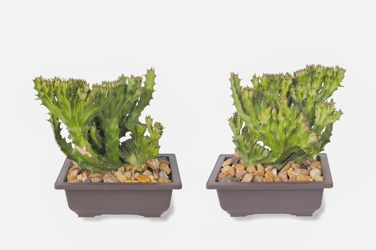 view front and back of Euphorbia lactea 'Cristata' Cactus planting in flower pot isolated on white background.