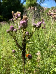 ladybird on a flower