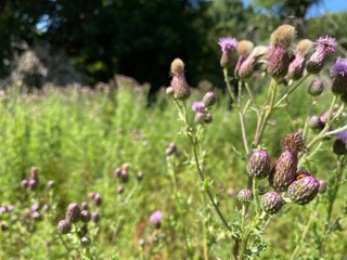 flowers in the field