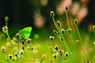Butterfly on a flower 