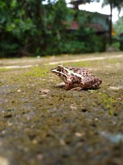  Hoplobatrachus tigerinus, the Indus Valley bullfrog or Indian bullfrog, popular name Asian bullfrog